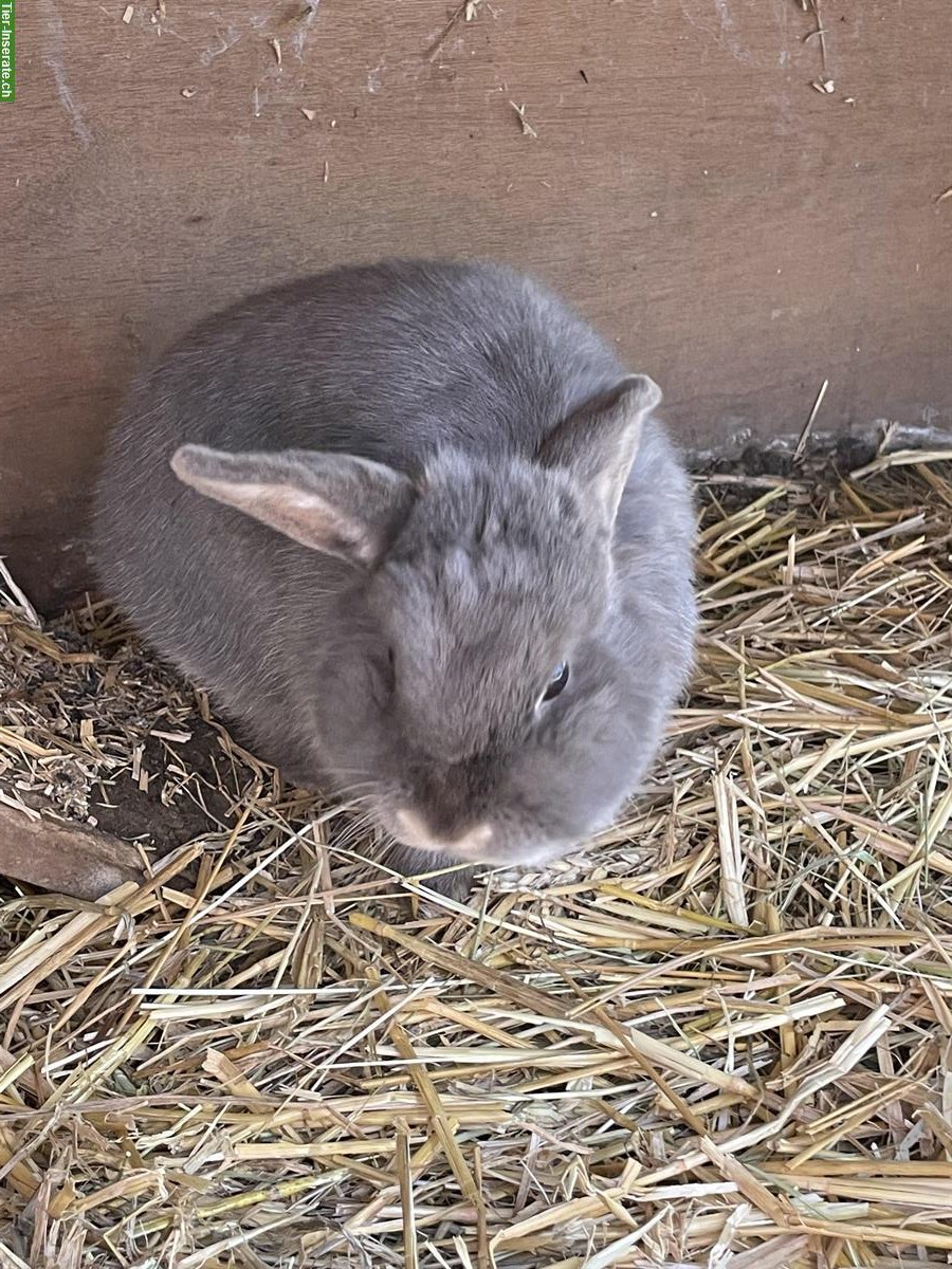 Bild 2: Zwergkaninchen Weibchen abzugeben