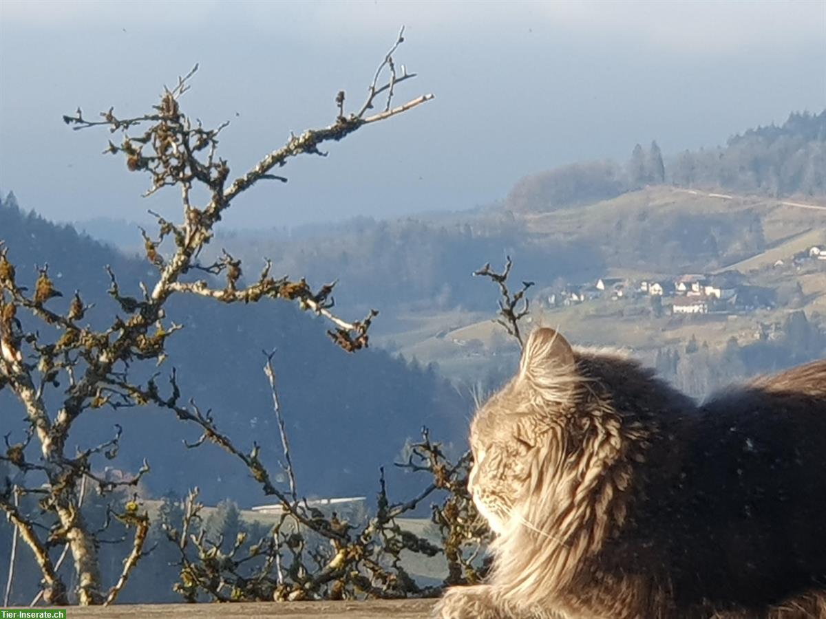 Bild 8: 2 wundervolle Maine Coon Mix Büsi Schwestern