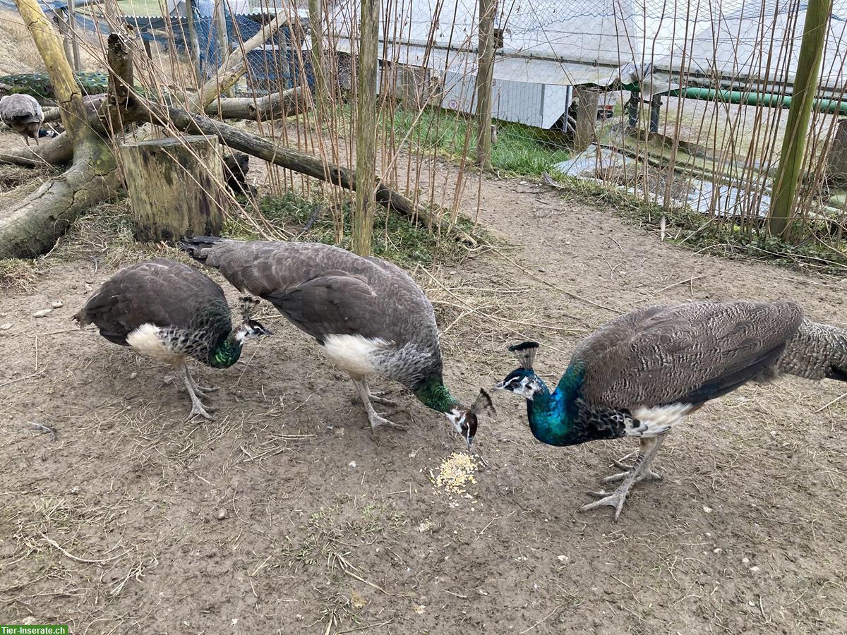 Bild 2: 1 Pfauen Männchen aus Naturbrut 2024