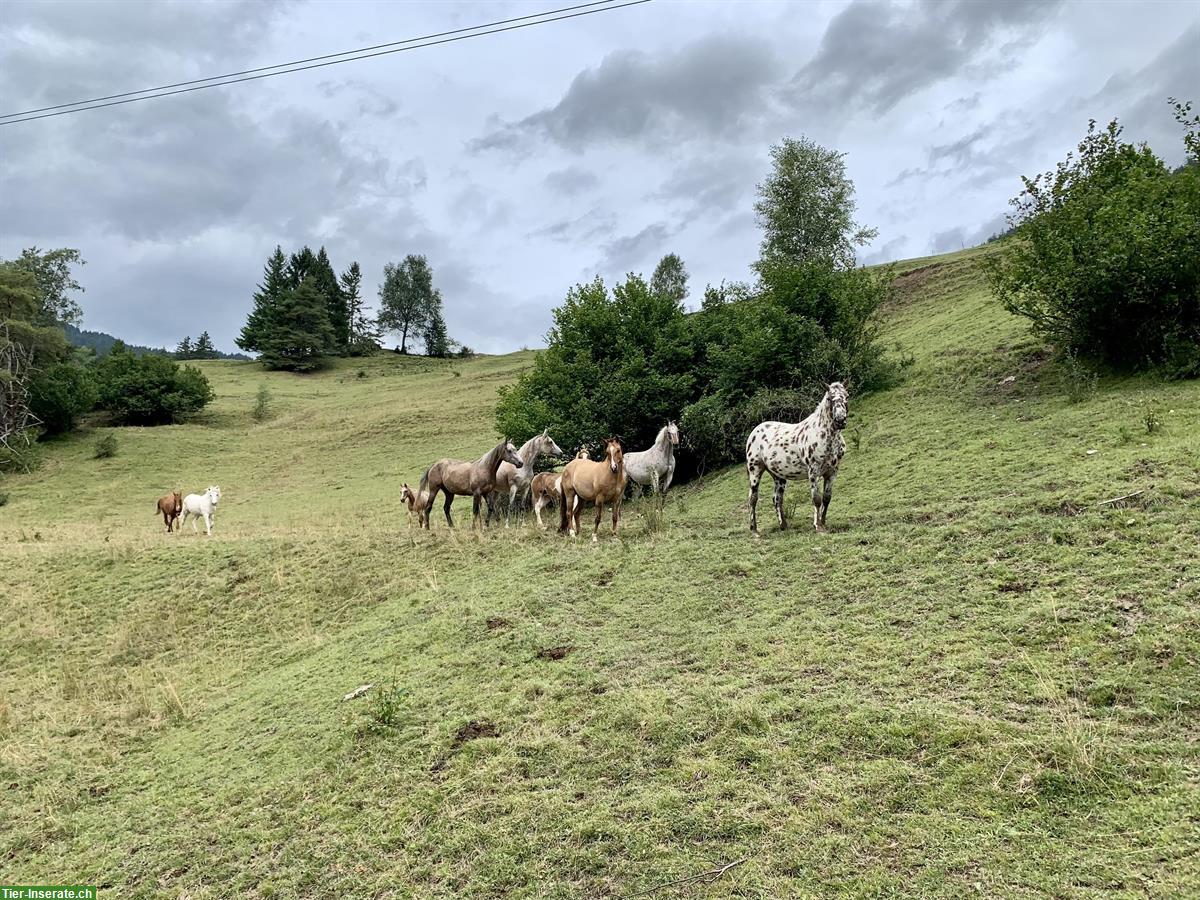 Bild 3: Freie Plätze im Pferde-Offenstall in Alvaschein GR