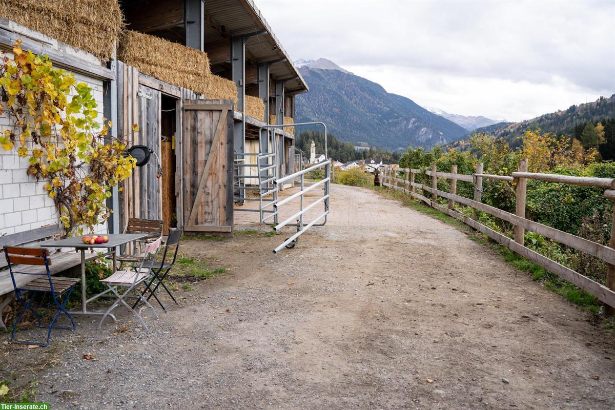 Bild 5: Freie Plätze im Pferde-Offenstall in Alvaschein GR