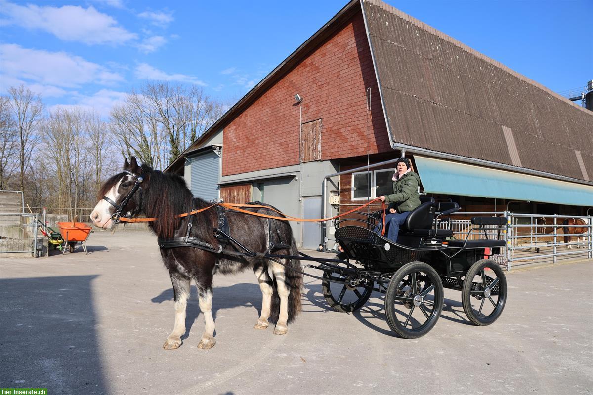 Bild 10: Gebe meinen lieben Tinker Wallach ab