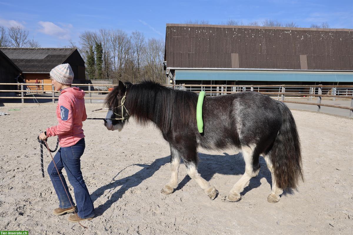 Bild 2: Gebe meinen lieben Tinker Wallach ab