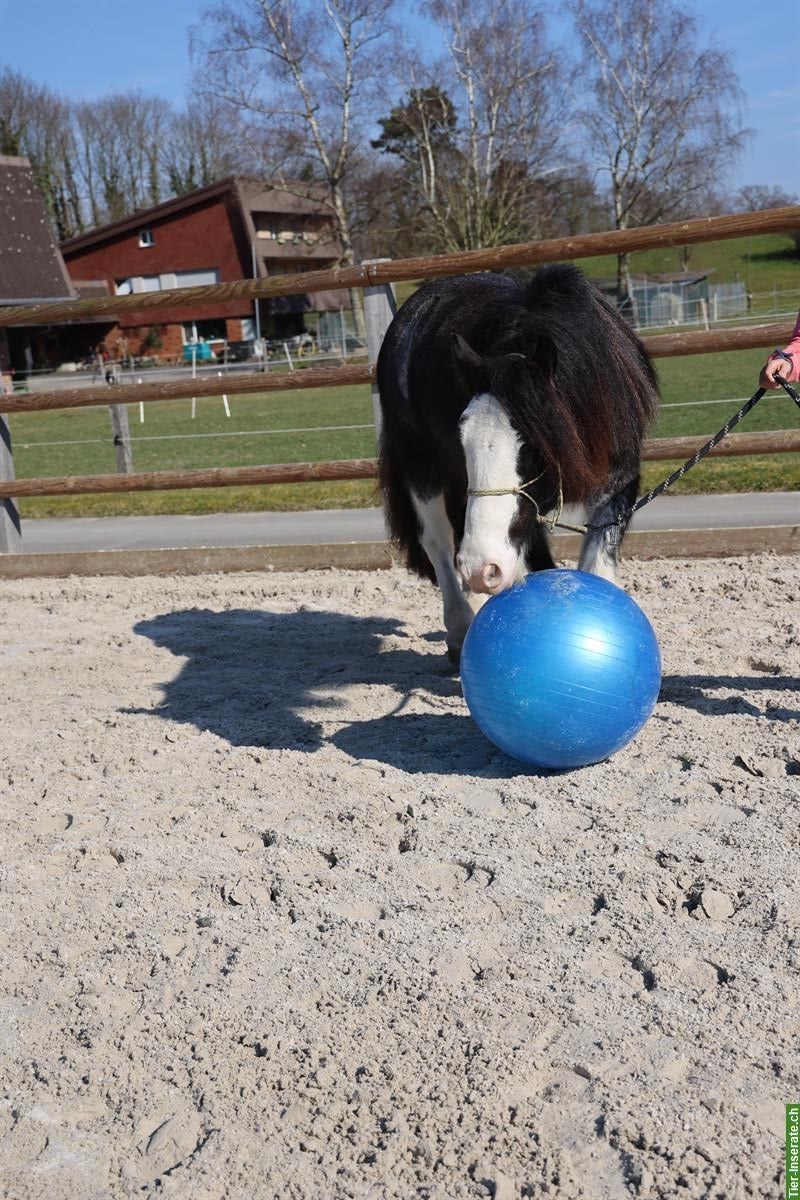 Bild 3: Gebe meinen lieben Tinker Wallach ab