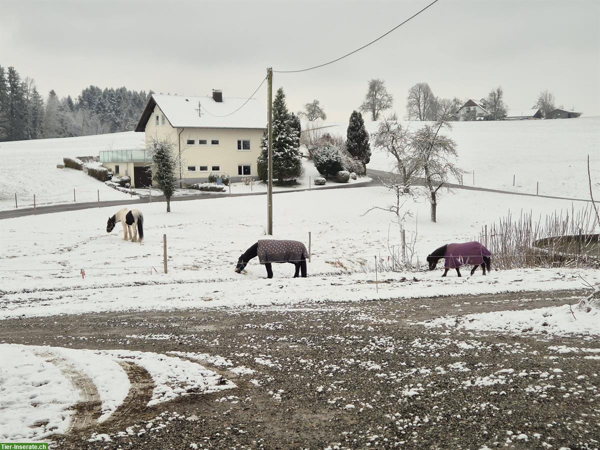 Bild 6: Pferdeboxen frei ab sofort in Wangen im Allgäu