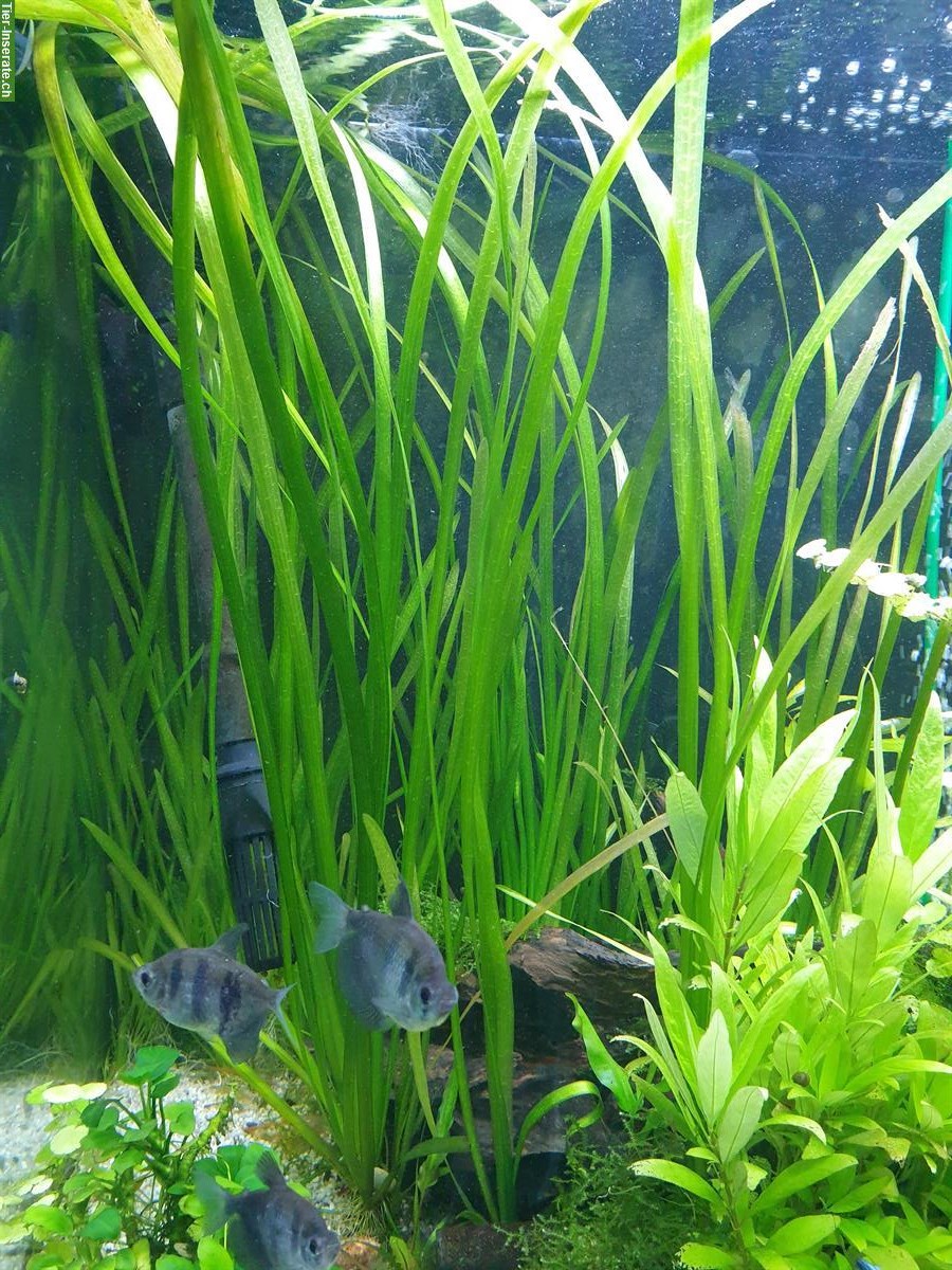 Aquarium Pflanzen Vallisneria GRATIS abzugeben