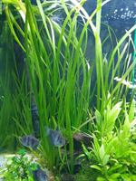 Aquarium Pflanzen Vallisneria GRATIS abzugeben