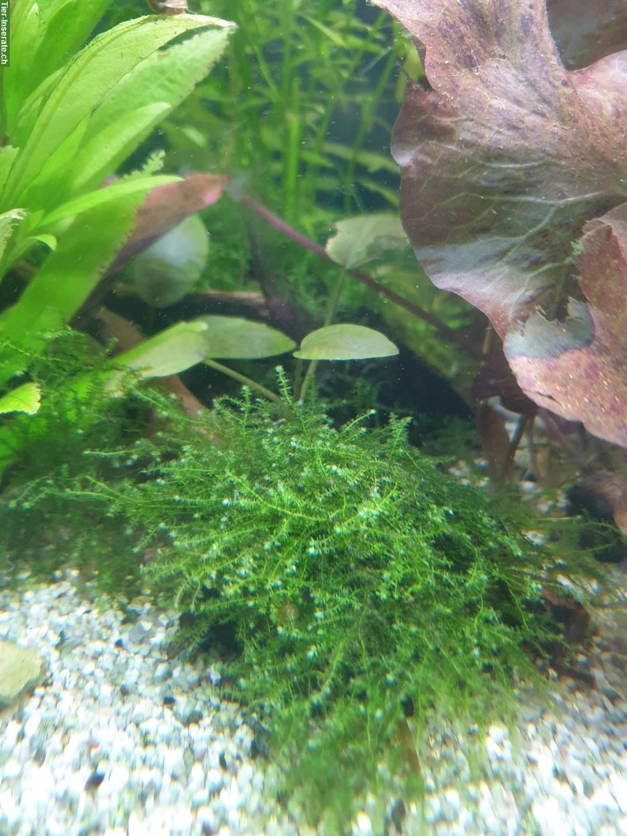 Bild 2: Aquarium Pflanzen Vallisneria GRATIS abzugeben