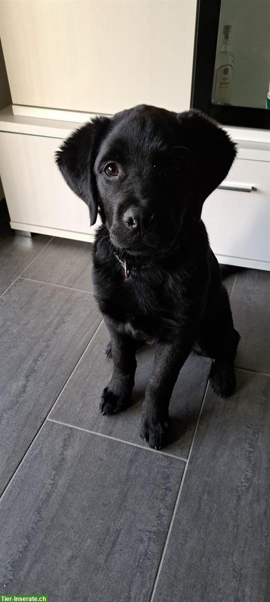 Kräftiger Labrador Mischlingswelpe sucht schönes Zuhause