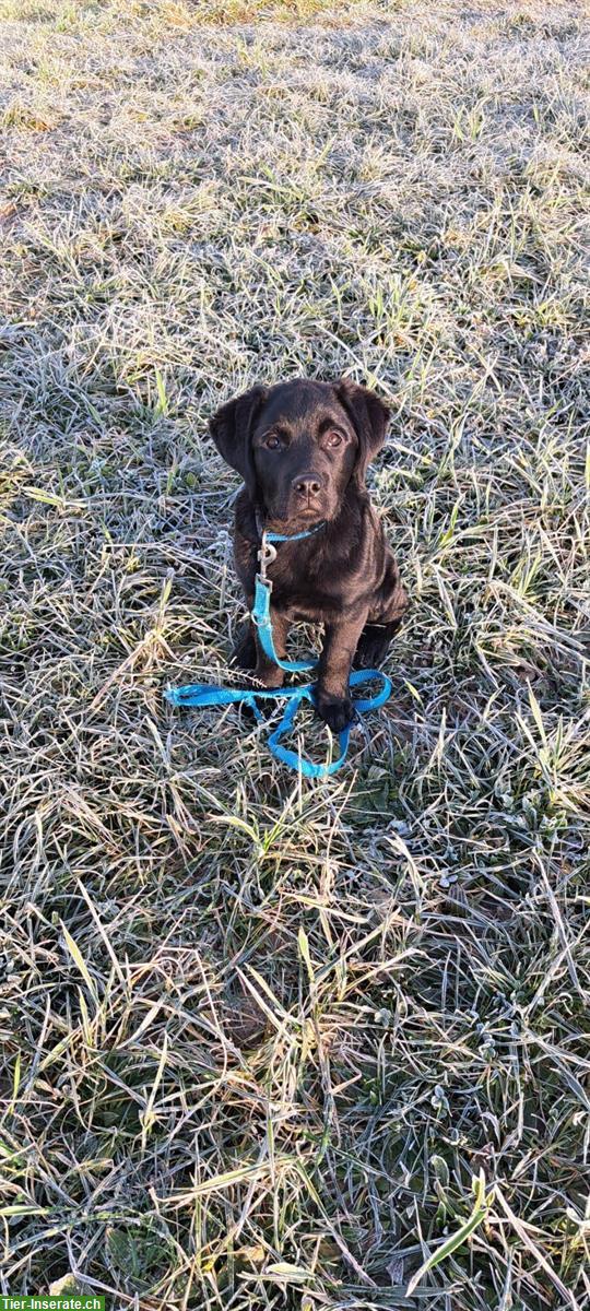 Bild 2: Kräftiger Labrador Mischlingswelpe sucht schönes Zuhause