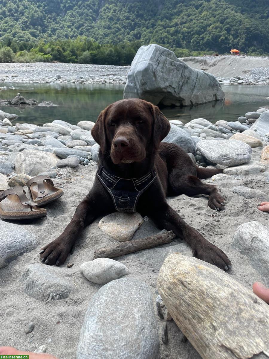 Liebenswürdiger 3-jähriger Labrador Rüde abzugeben