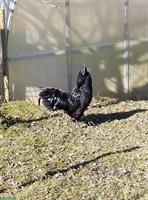 Schöner Ayam-Cemani Mischlings-Güggel