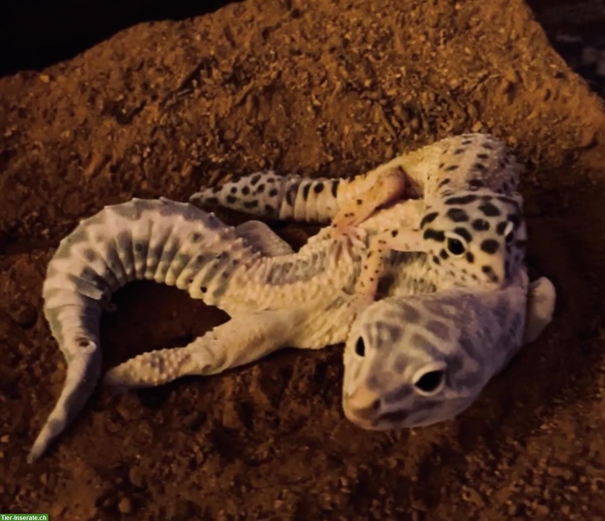 2 Leopardgeckos mit Terrarium zu verkaufen