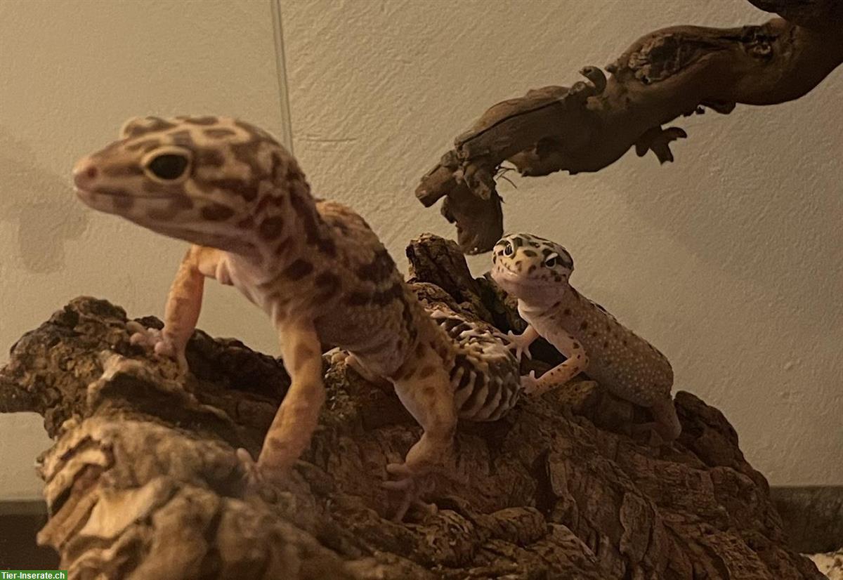 Bild 2: 2 Leopardgeckos mit Terrarium zu verkaufen