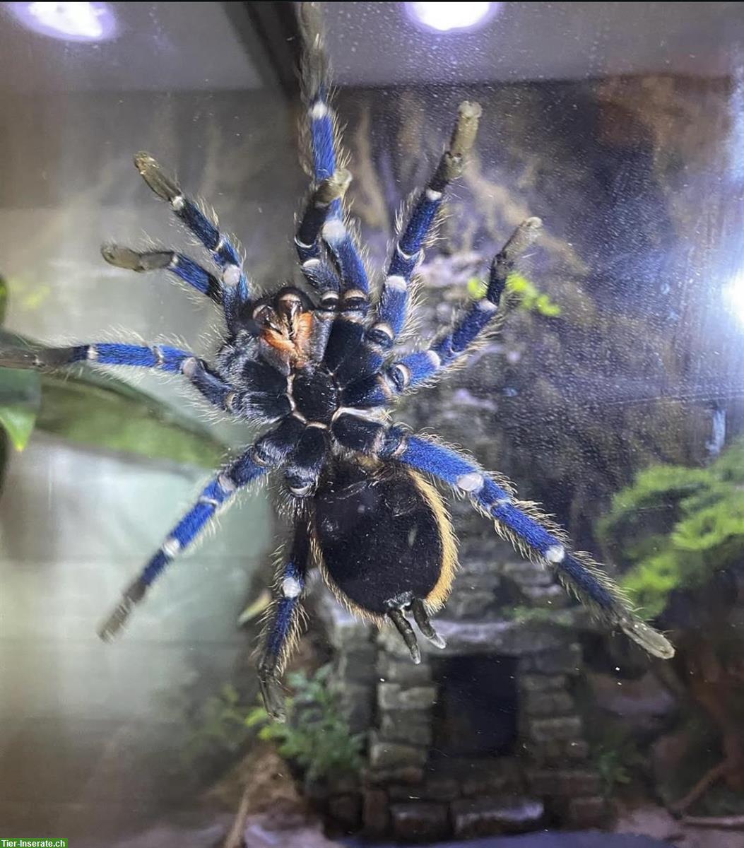 Cyanblaue Venezuela Boden-Vogelspinne mit Glasterrarium