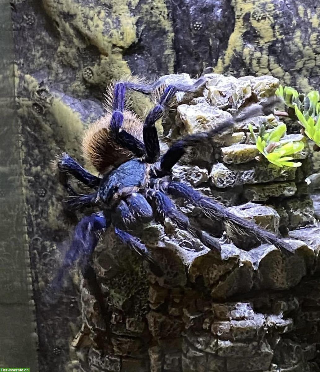 Bild 4: Cyanblaue Venezuela Boden-Vogelspinne mit Glasterrarium