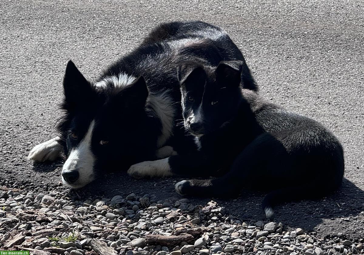 Bild 3: Border Collie x Sennenhund Welpen, 11 Wochen alt