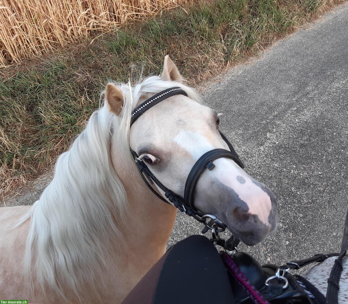 Biete Pflegepony in Lüterswil SO