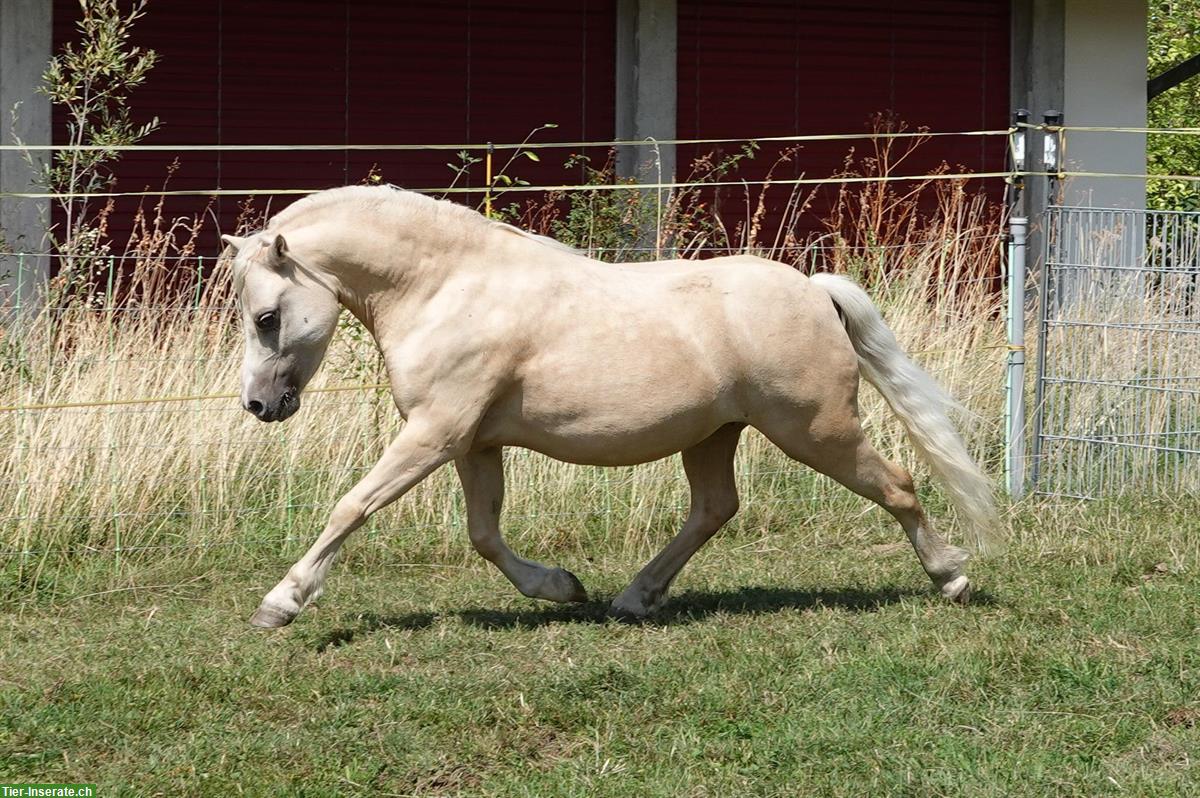 Bild 2: Biete Pflegepony in Lüterswil SO