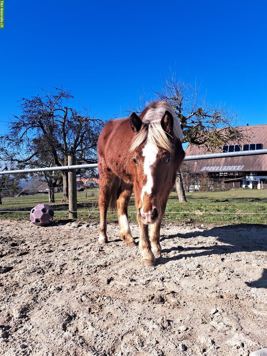 Burgdorfer Jungstute zu verkaufen