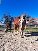 Burgdorfer Jungstute zu verkaufen