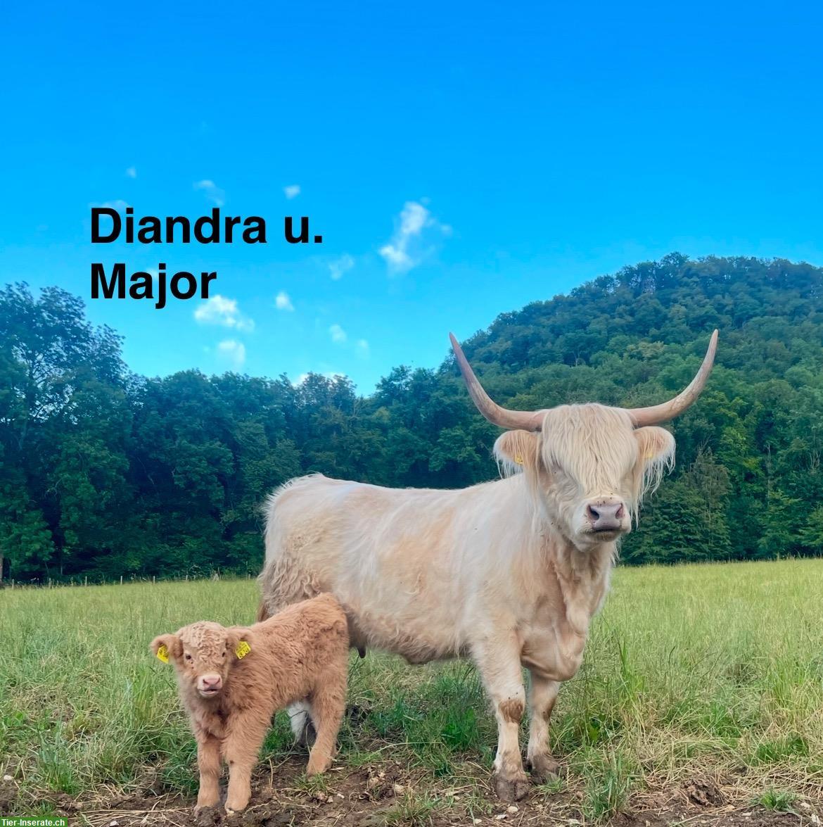 Highland Cattle Absetzer, Schottische Hochlandrinder