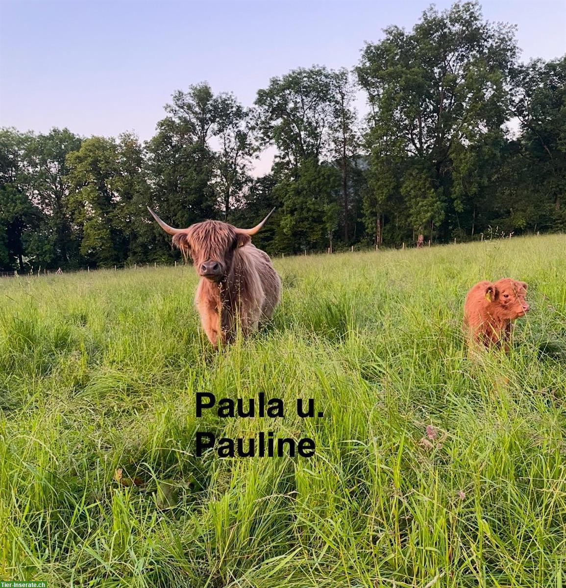 Bild 3: Highland Cattle Absetzer, Schottische Hochlandrinder