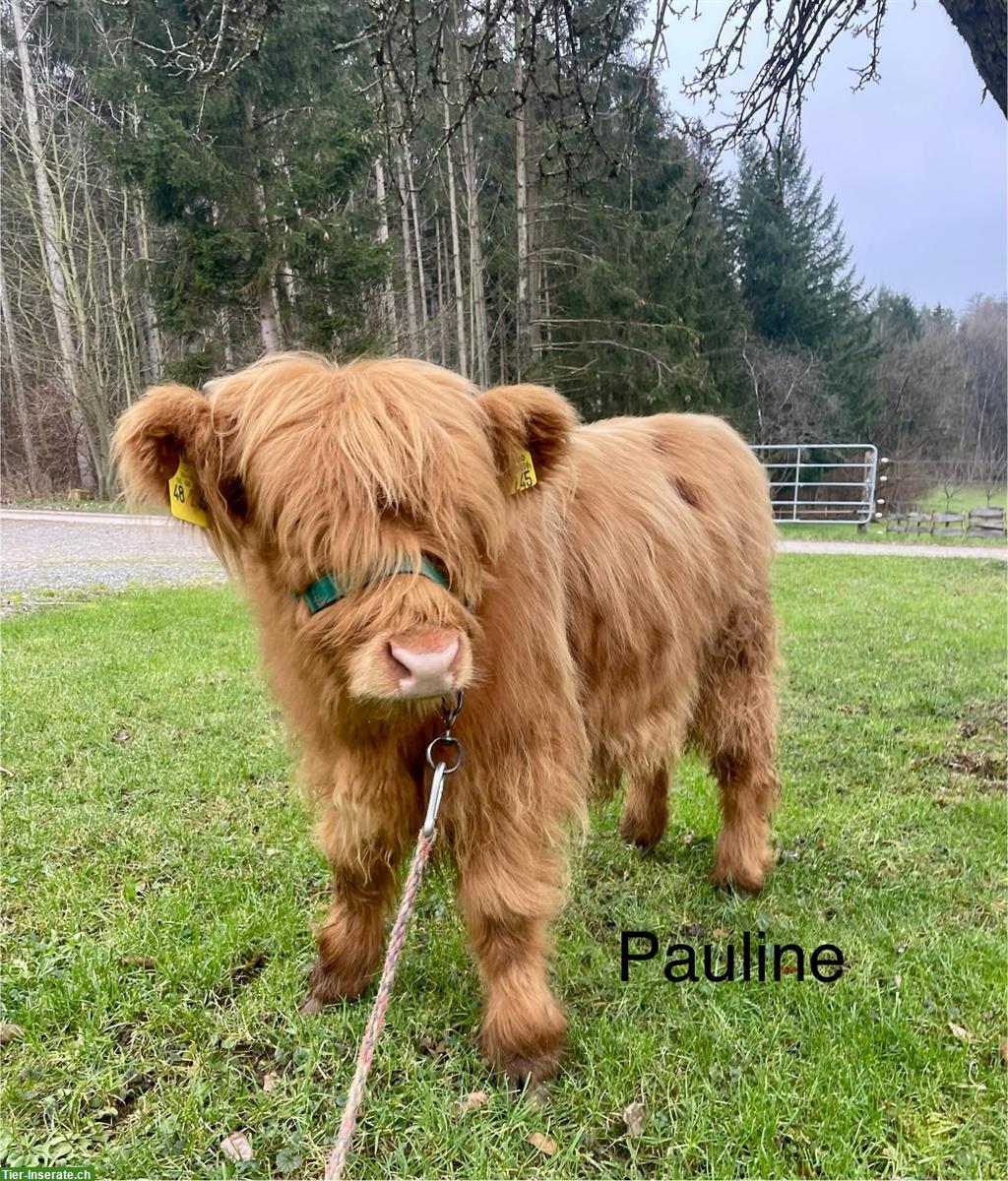 Bild 4: Highland Cattle Absetzer, Schottische Hochlandrinder