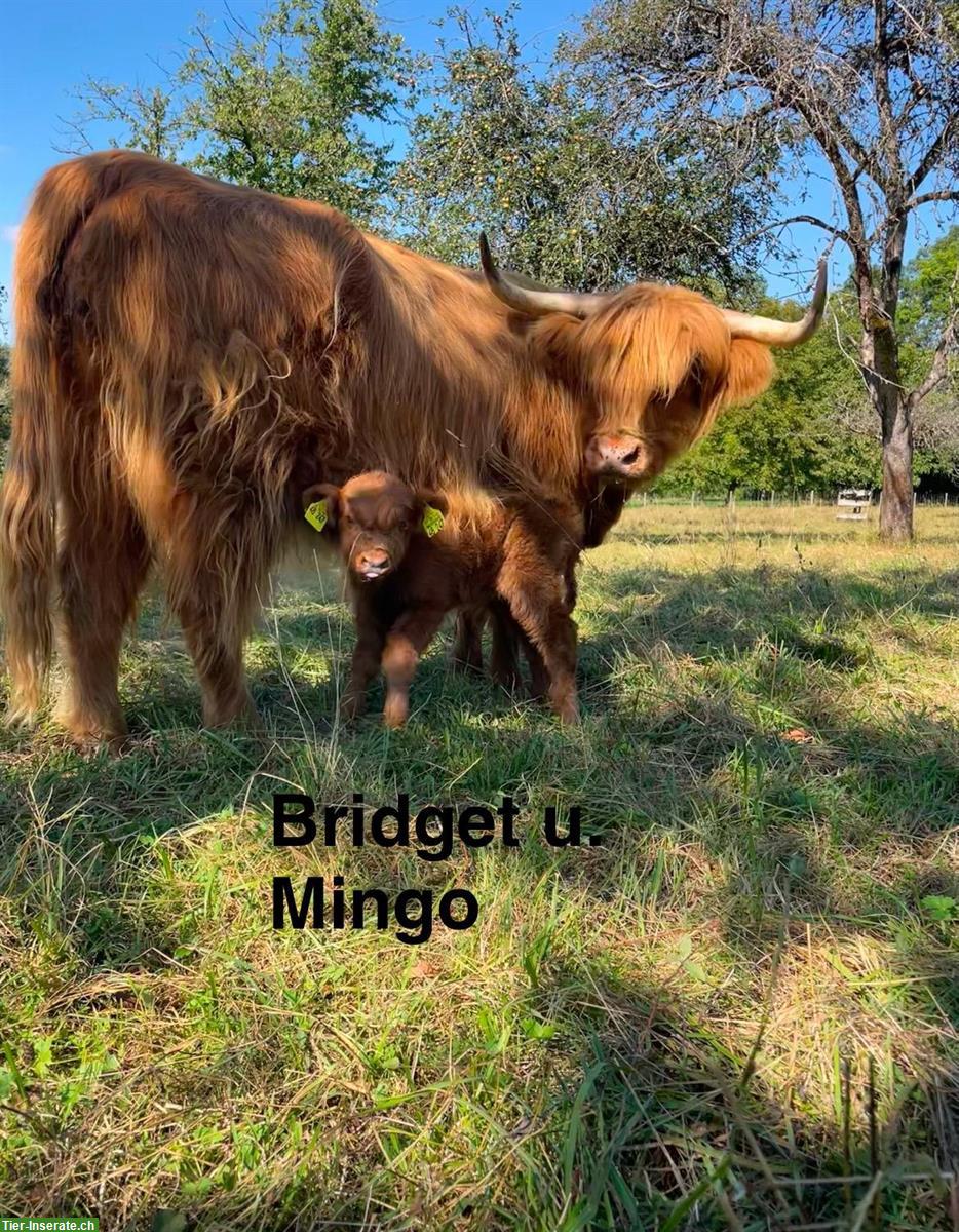 Bild 5: Highland Cattle Absetzer, Schottische Hochlandrinder