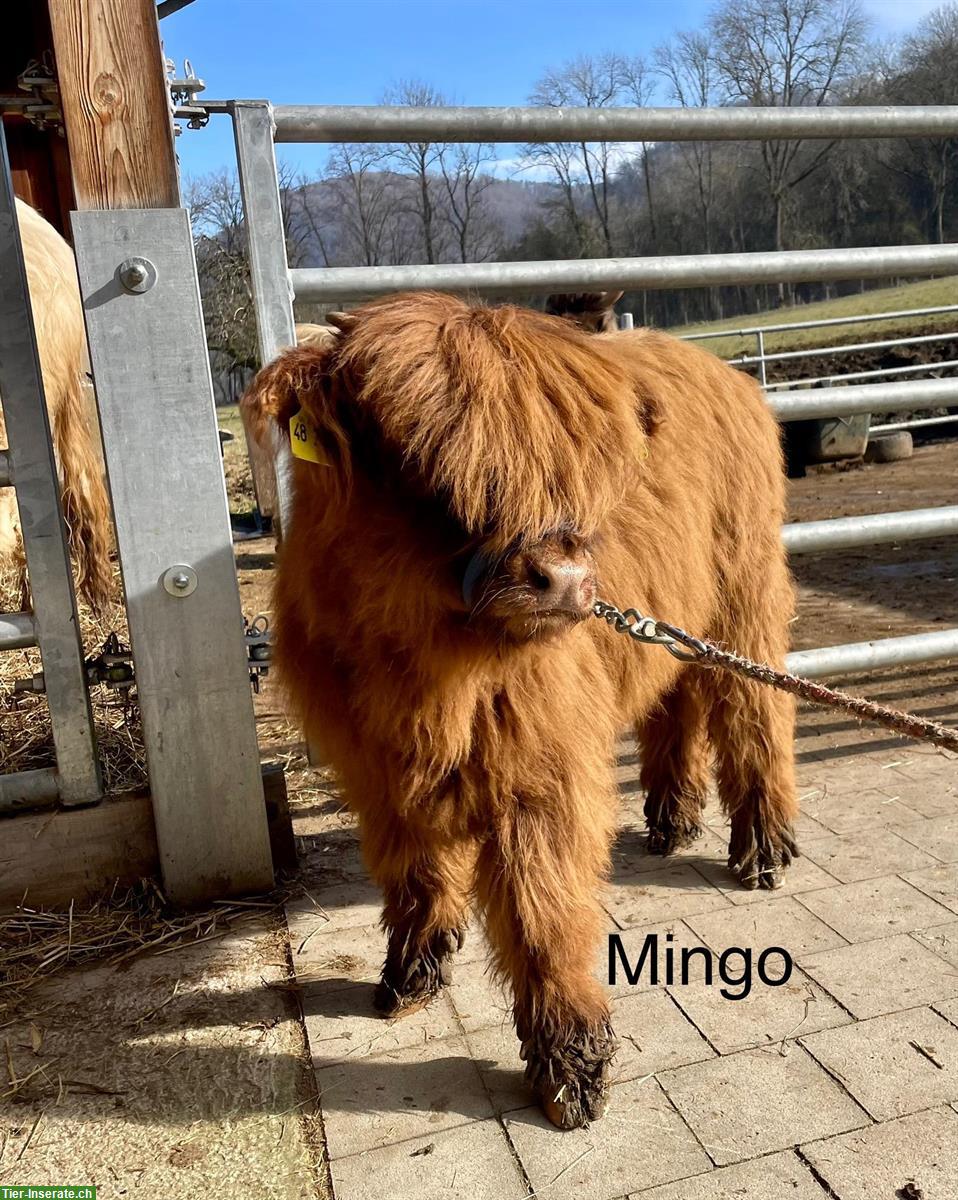 Bild 6: Highland Cattle Absetzer, Schottische Hochlandrinder