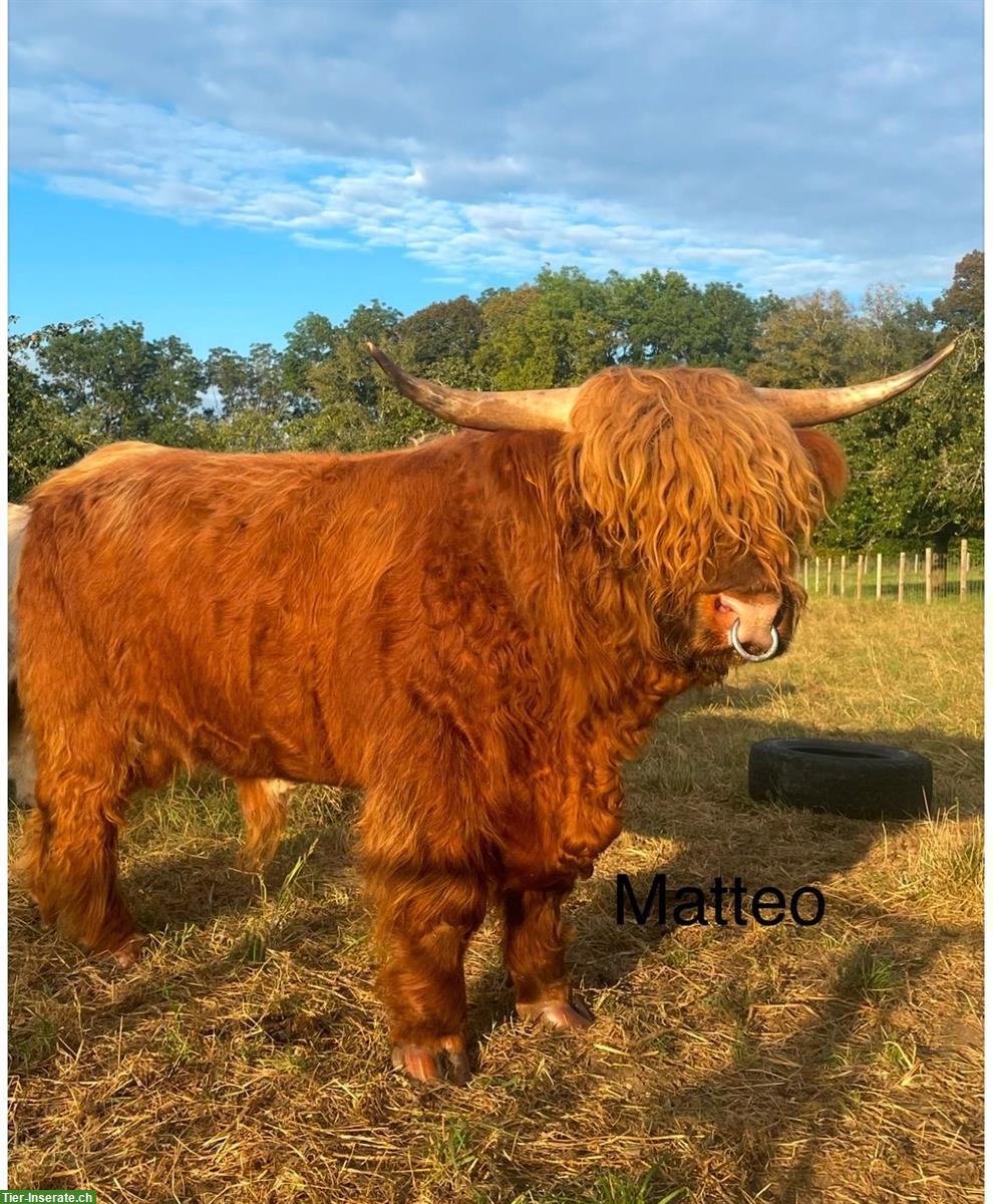 Bild 7: Highland Cattle Absetzer, Schottische Hochlandrinder