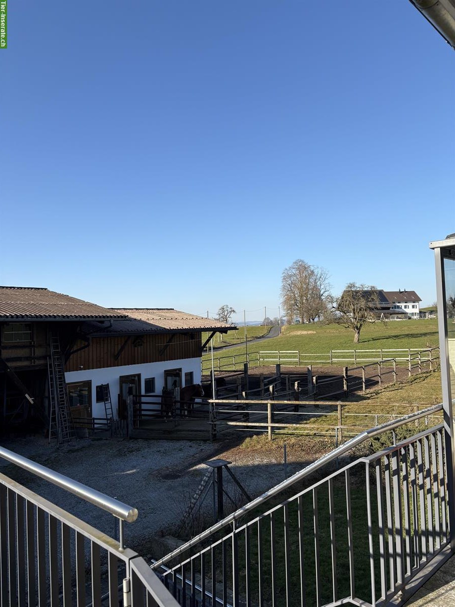 Biete Boxe für Pony-/ Kleinpferd, Oetwil am See ZH