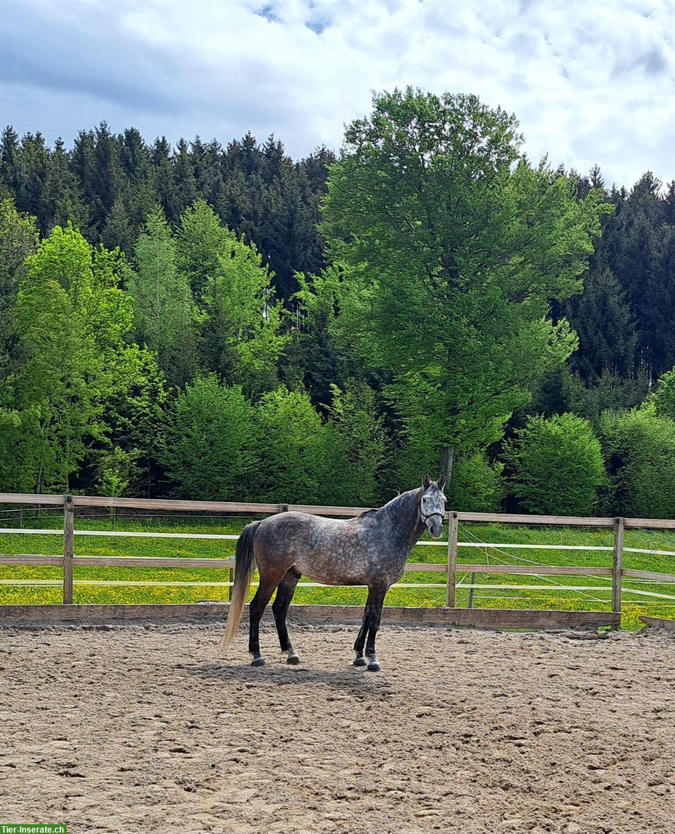 Pflegepferd / Reitbeteiligung, Nähe von Weinfelden