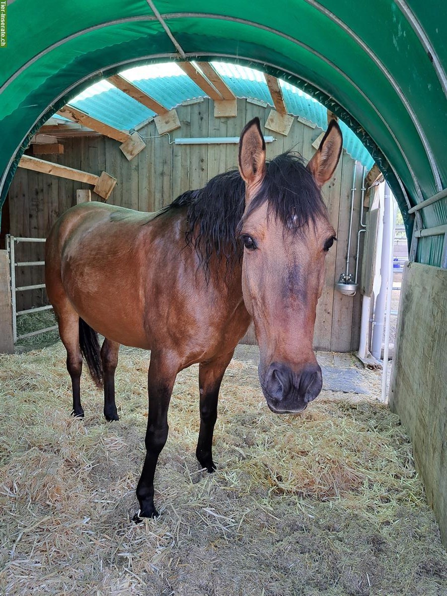 Bild 2: Pflegepferd / Reitbeteiligung, Nähe von Weinfelden