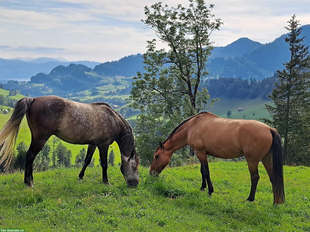 Bild 3: Pflegepferd / Reitbeteiligung, Nähe von Weinfelden