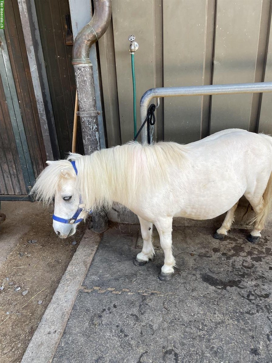 Bild 3: Prinz, ein Mini Shetty Wallach sucht ein neues Schloss