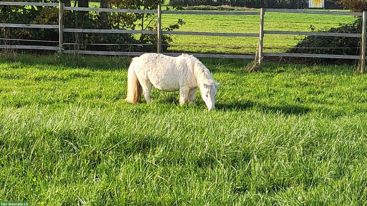 Bild 4: Prinz, ein Mini Shetty Wallach sucht ein neues Schloss