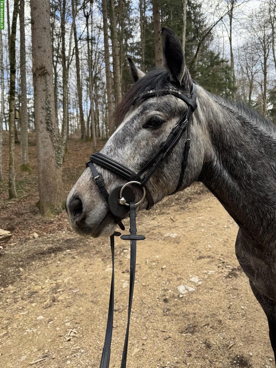 Tolle Pony Stute für Sport und Freizeit