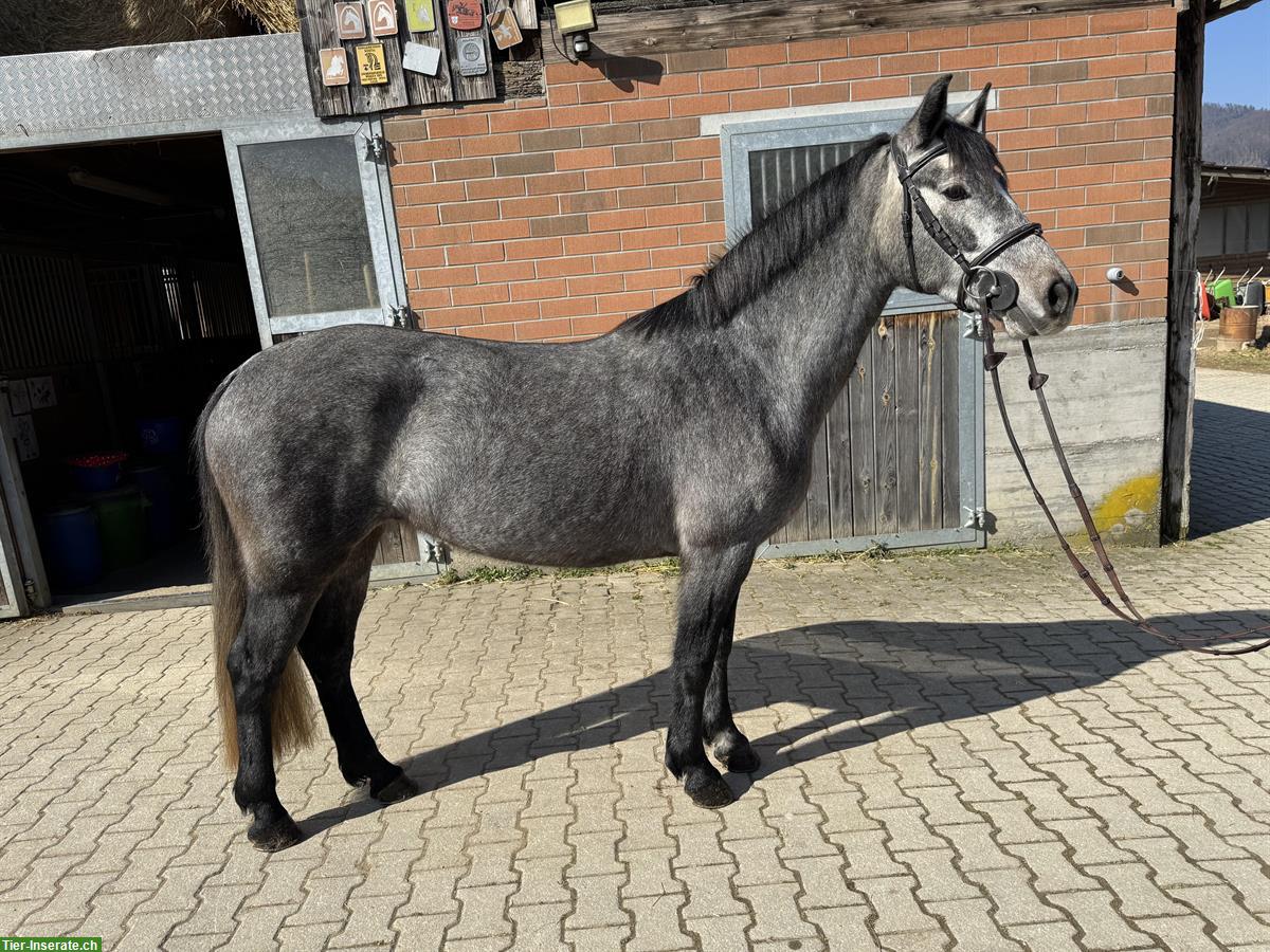 Bild 2: Tolle Pony Stute für Sport und Freizeit