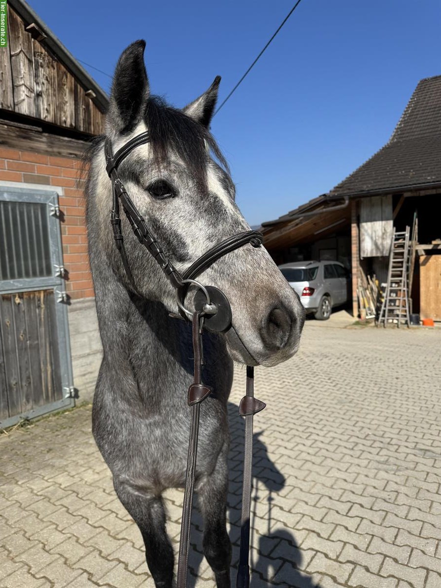 Bild 3: Tolle Pony Stute für Sport und Freizeit