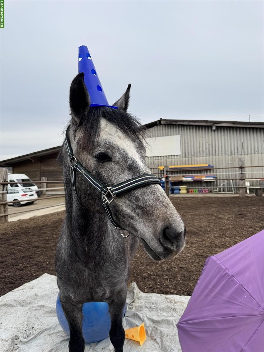 Bild 4: Tolle Pony Stute für Sport und Freizeit