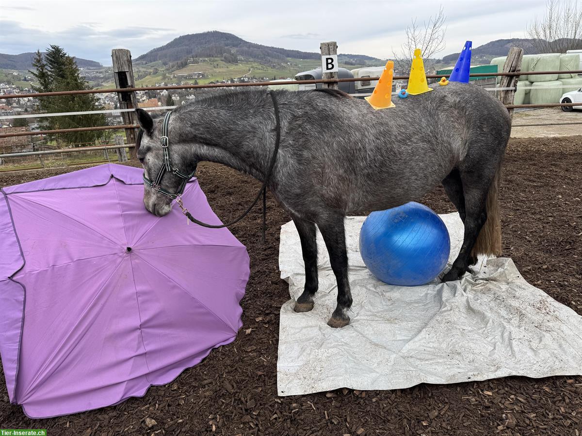 Bild 5: Tolle Pony Stute für Sport und Freizeit