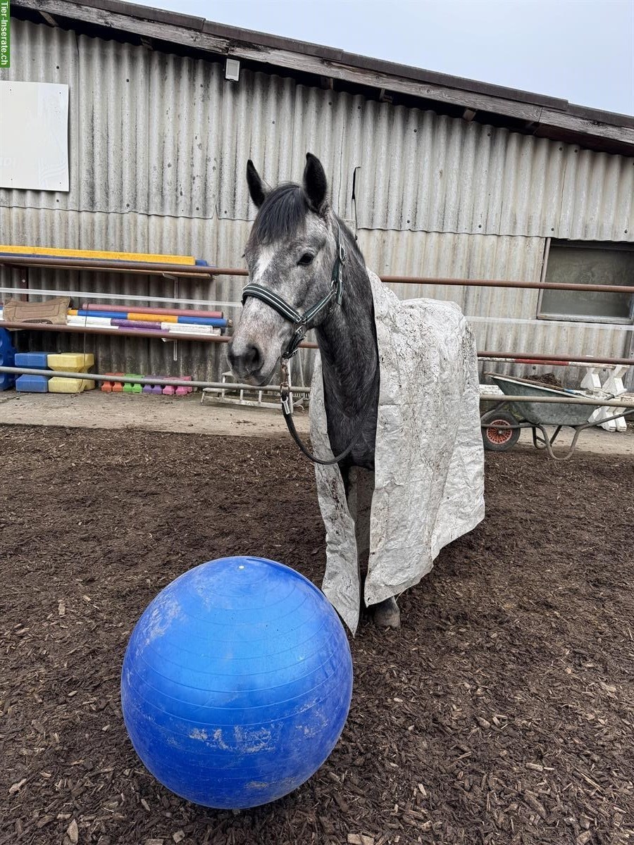 Bild 6: Tolle Pony Stute für Sport und Freizeit