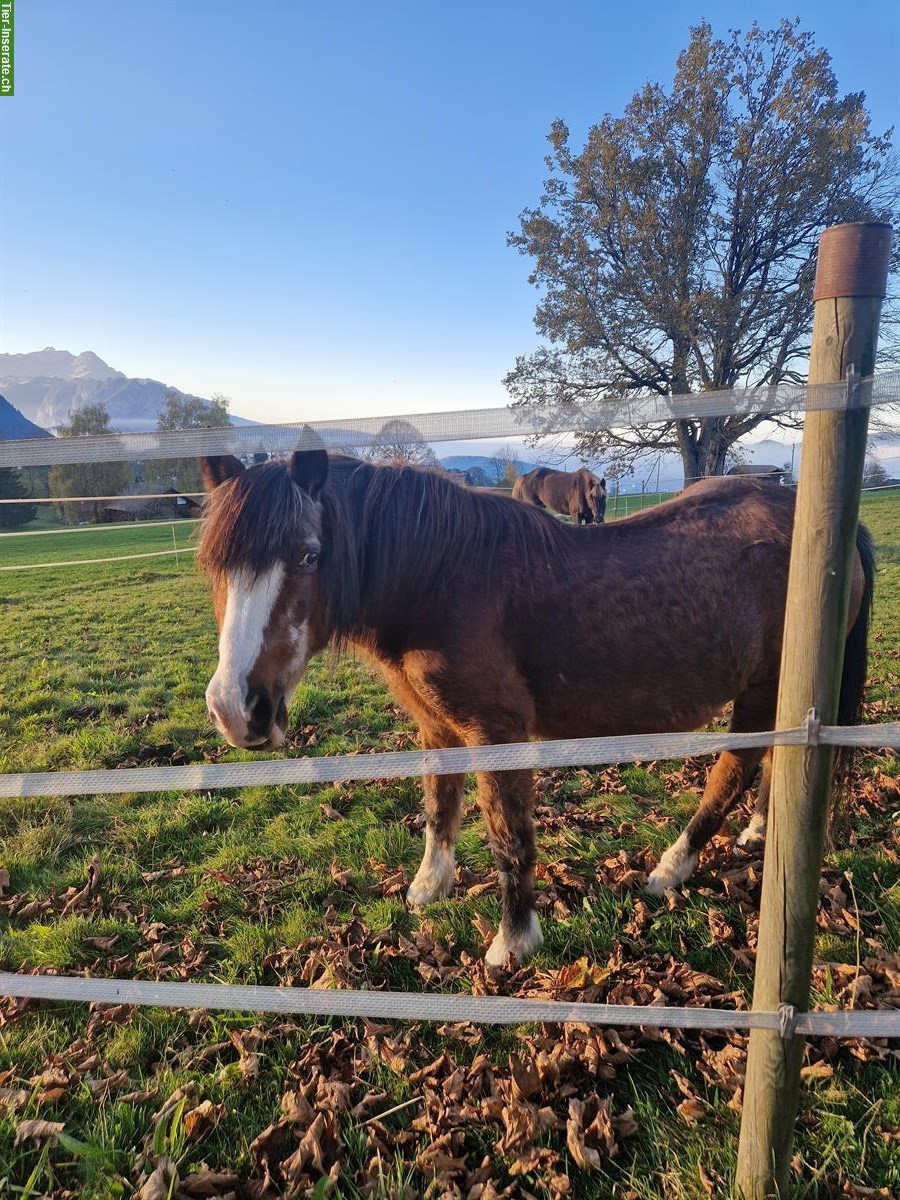 Liebe Pony Stute sucht ein neues Zuhause