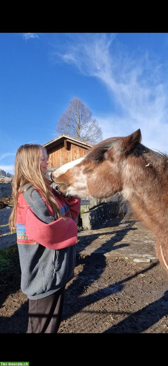 Bild 2: Liebe Pony Stute sucht ein neues Zuhause