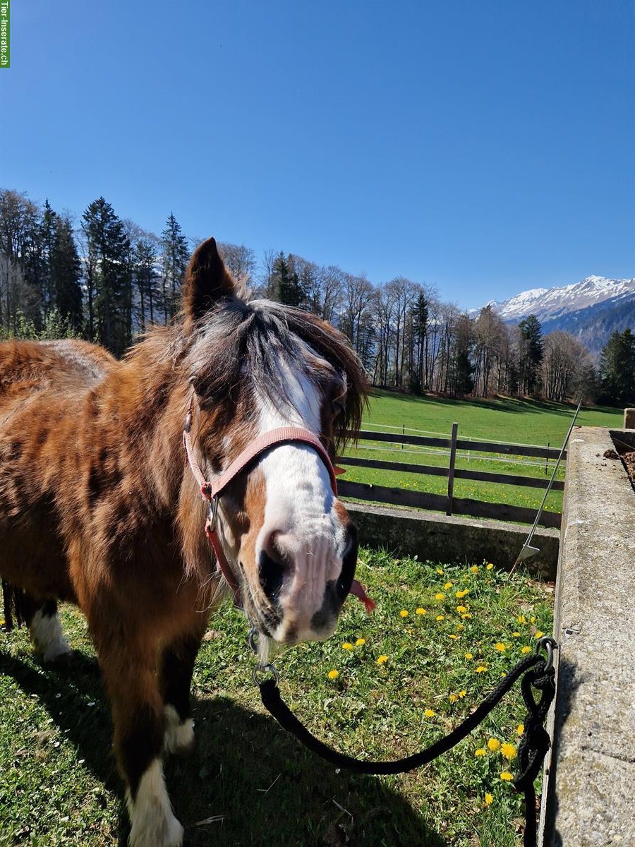 Bild 3: Liebe Pony Stute sucht ein neues Zuhause