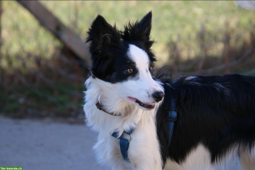 Border Collie Hündin sucht ein Zuhause