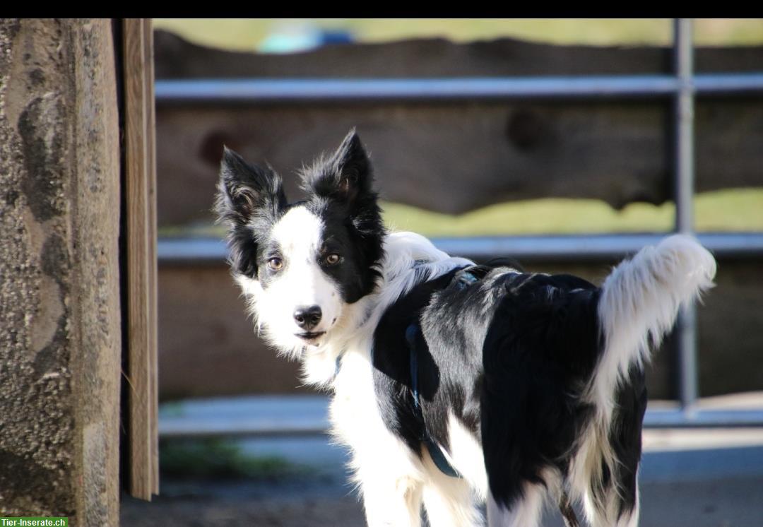 Bild 2: Border Collie Hündin sucht ein Zuhause