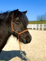 4-jährige Shetland Pony Stute im grossen Mass