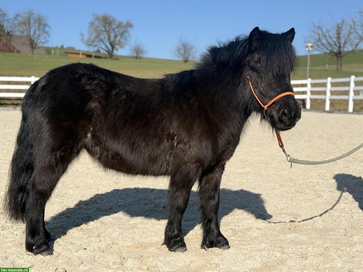 Bild 2: 4-jährige Shetland Pony Stute im grossen Mass